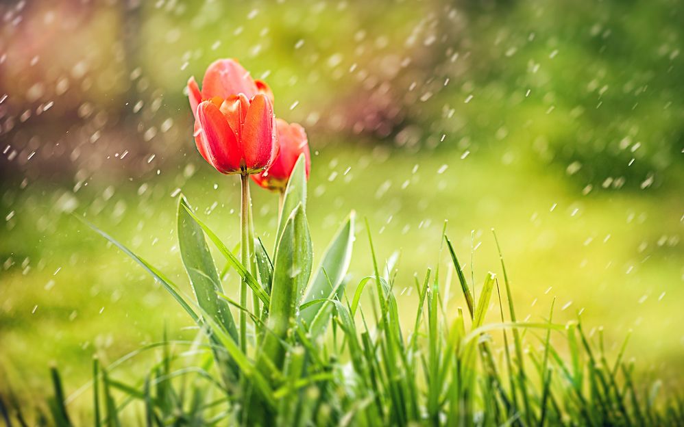 Tulip in Rain