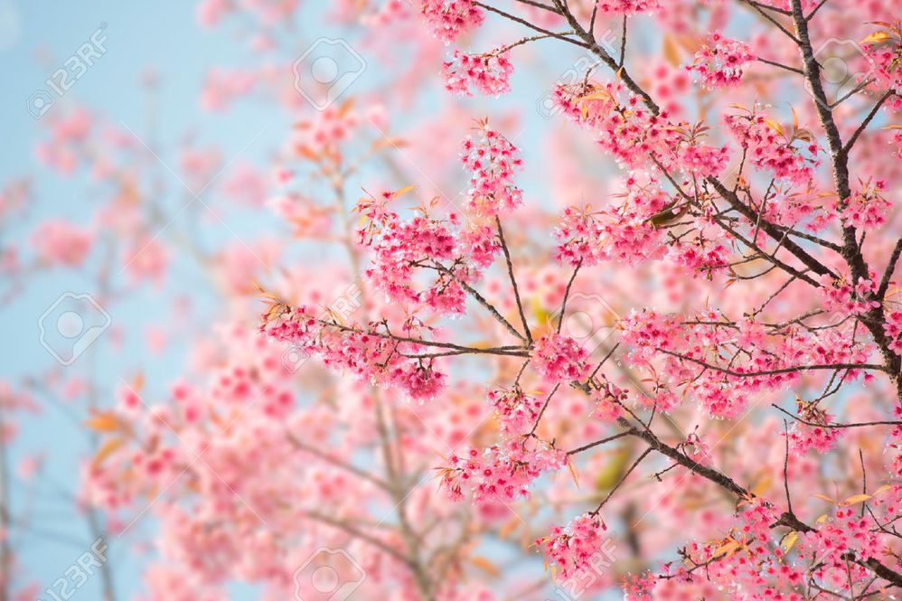 46933060-Sakura-Flower-or-Cherry-Blossom-With-Beautiful-Nature-Background-Stock-Photo.jpeg