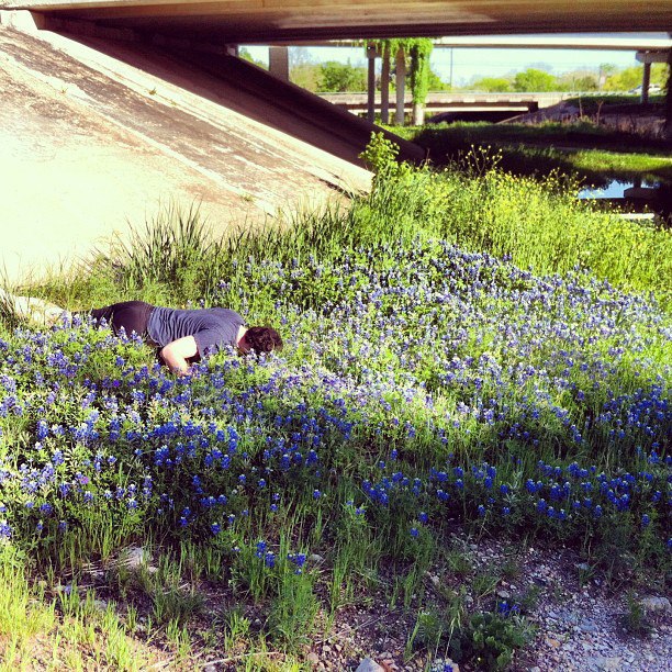 Bluebonnets.jpg